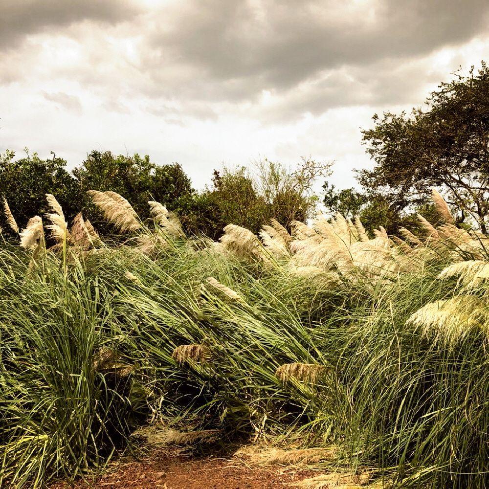 粉黛亂子草隨風搖曳，濟州島Manor Blanc咖啡廳的美麗庭院風景，成為濟州秋季一大看點